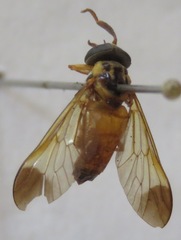 Diachlorus jobbinsi