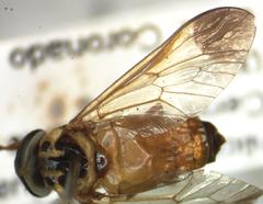 Diachlorus jobbinsi