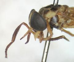 Diachlorus jobbinsi