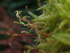 Acrocladium chlamydophyllum