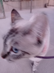 Felis catus