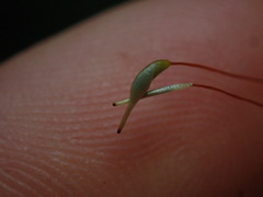 Acrocladium chlamydophyllum