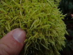 Acrocladium chlamydophyllum