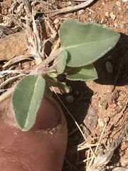 Acleisanthes nevadensis