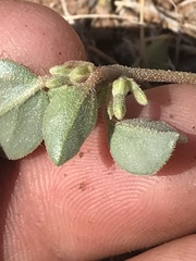 Acleisanthes nevadensis