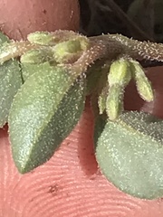 Acleisanthes nevadensis