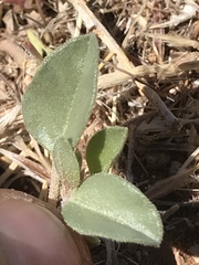 Acleisanthes nevadensis