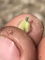 Acleisanthes nevadensis