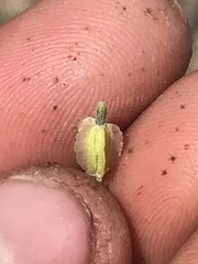 Acleisanthes nevadensis