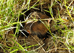 Ctenomys pearsoni