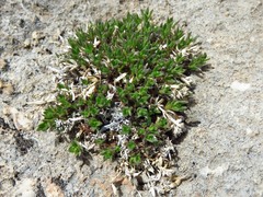 Stenaria mullerae pooleana