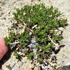 Stenaria mullerae pooleana