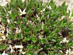 Stenaria mullerae pooleana