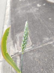 Triticum aestivum