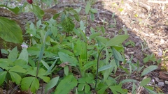 Polygonatum pubescens