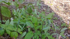 Polygonatum pubescens