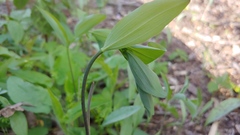 Polygonatum pubescens