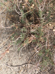 Eriogonum wrightii membranaceum