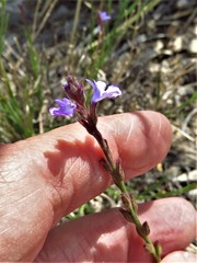 Verbena perennis