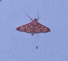 Prenesta fenestrinalis