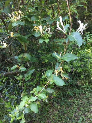 Caprifoliaceae image