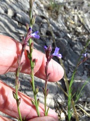 Verbena perennis
