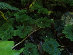 Dendrohypopterygium filiculiforme