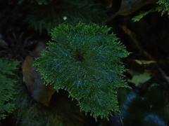 Dendrohypopterygium filiculiforme