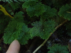 Dendrohypopterygium filiculiforme