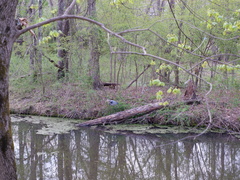 Ardea herodias herodias