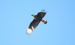 Caracara plancus