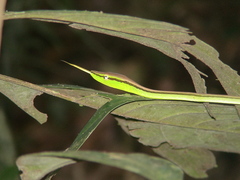 Southern Sharpnose Snake photo 1