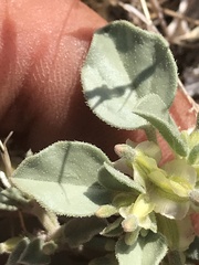 Acleisanthes nevadensis