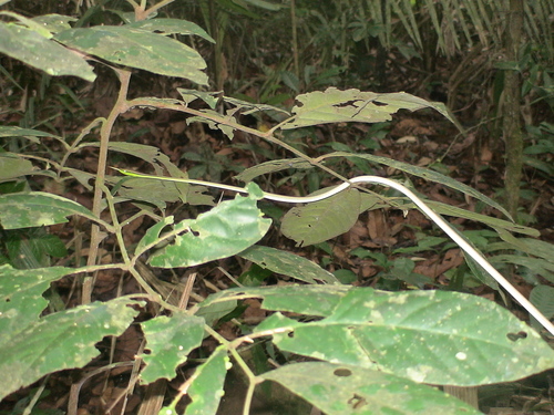 Xenoxybelis boulengeri