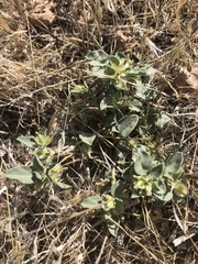 Acleisanthes nevadensis