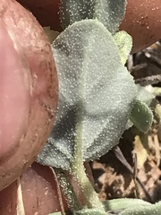 Acleisanthes nevadensis