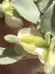 Acleisanthes nevadensis