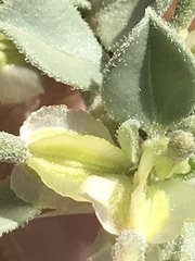 Acleisanthes nevadensis