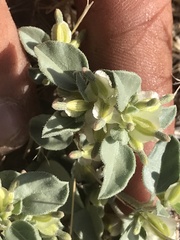 Acleisanthes nevadensis