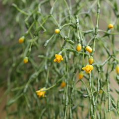 Hatiora salicornoides
