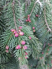 Picea abies