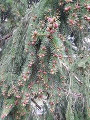 Picea abies