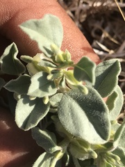 Acleisanthes nevadensis