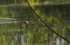 Tigrisoma lineatum