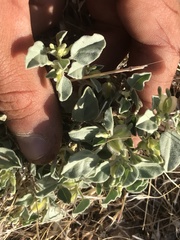 Acleisanthes nevadensis