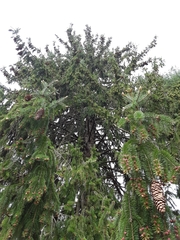 Picea abies