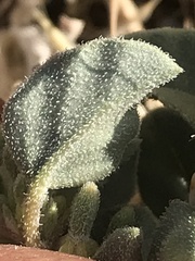 Acleisanthes nevadensis