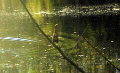 Tigrisoma lineatum