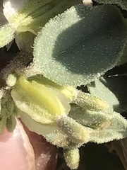 Acleisanthes nevadensis