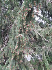 Picea abies